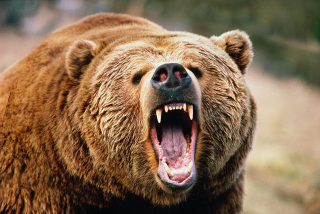 Медведь отправил в больницу сборщика брусники в Кировской области
