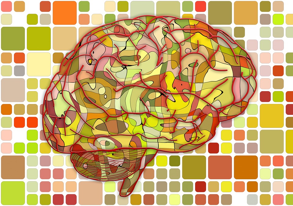 Ученые: Новые впечатления улучшают работу мозга