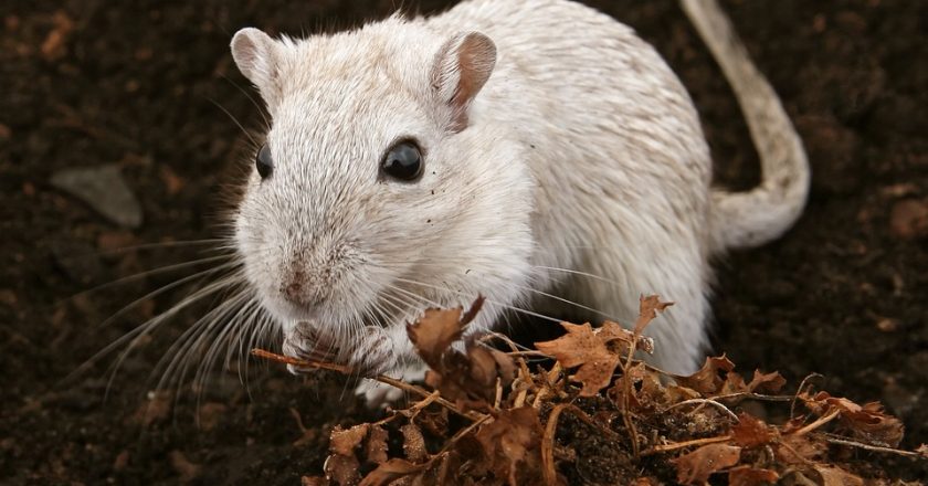 Специалисты рассказали, откуда взялись опасные крысы в центре Кирова