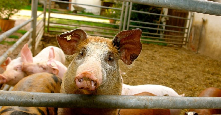 На границе с Кировской областью бушует африканская чума свиней