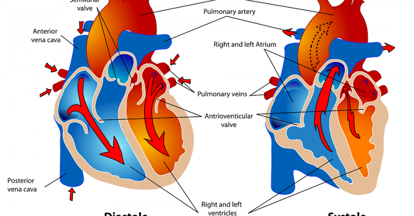 Ученые выяснили, что сердце у человека стареет быстрее других органов