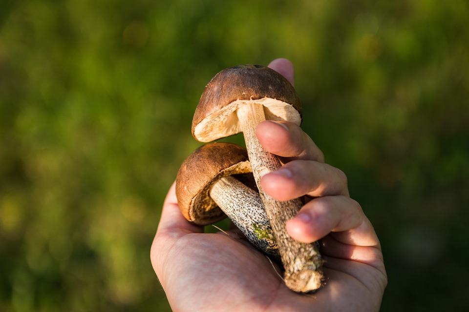 https://pixabay.com/ru/грибы-лес-коллекция-собирать-осень-454170/