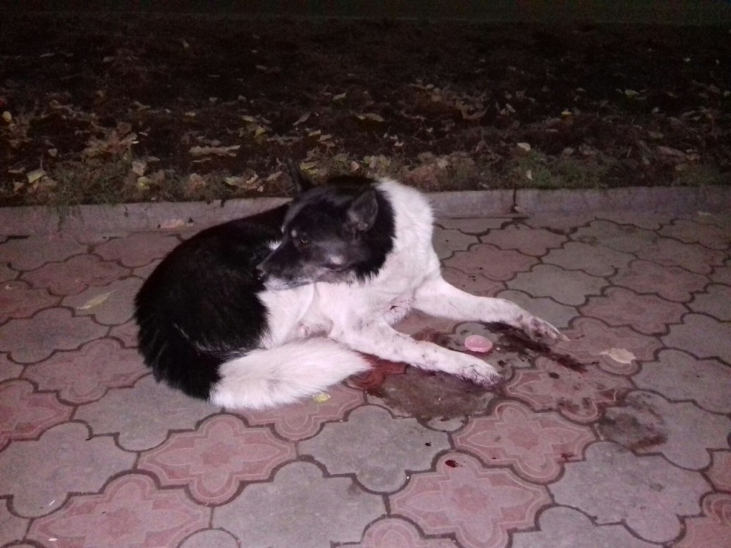 Котельничанин спас пса, истекающего кровью после ДТП