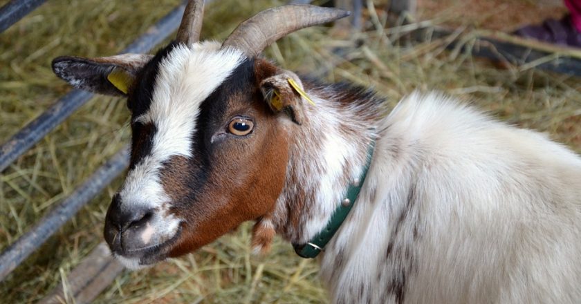 В Кировской области выявили бешеную козу