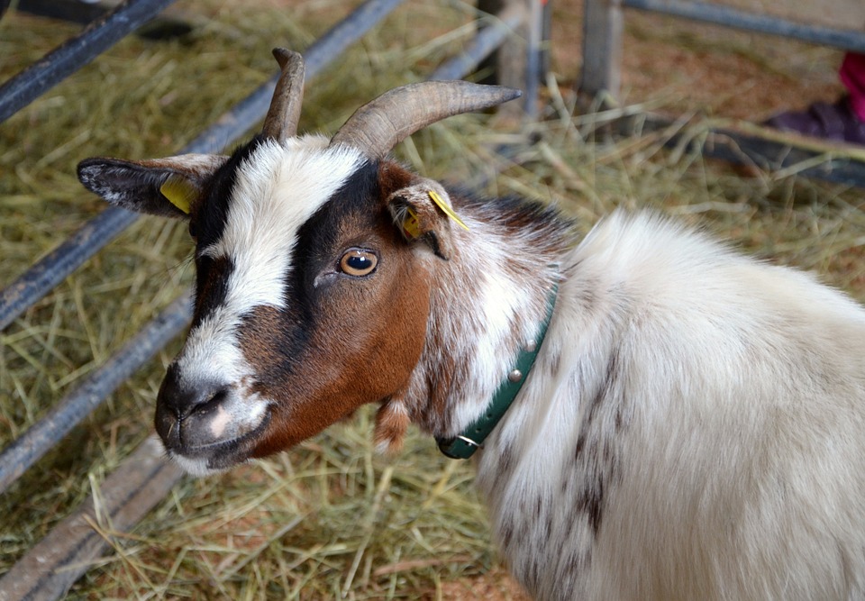 В Кировской области выявили бешеную козу