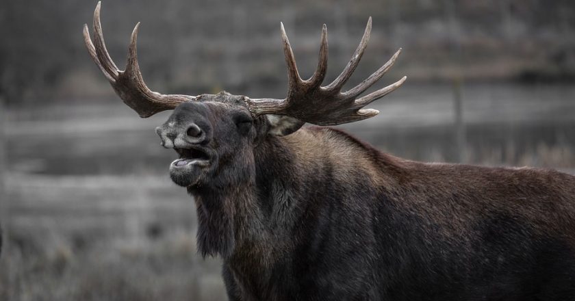 В Кировской области открывается охота на лося