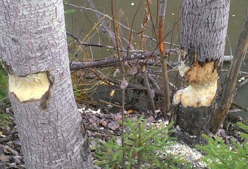 В Котельничском районе бобры перекрывают дорогу деревьями