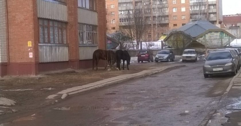 В Кирово-Чепецке лошади заглядывают в окна горожан
