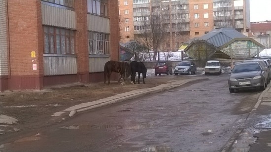 В Кирово-Чепецке лошади заглядывают в окна горожан