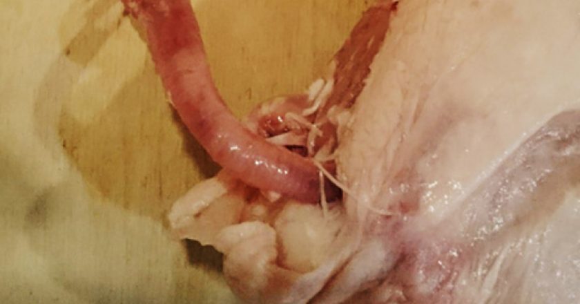 Кировчанка купила диетическую курицу с огромным червяком