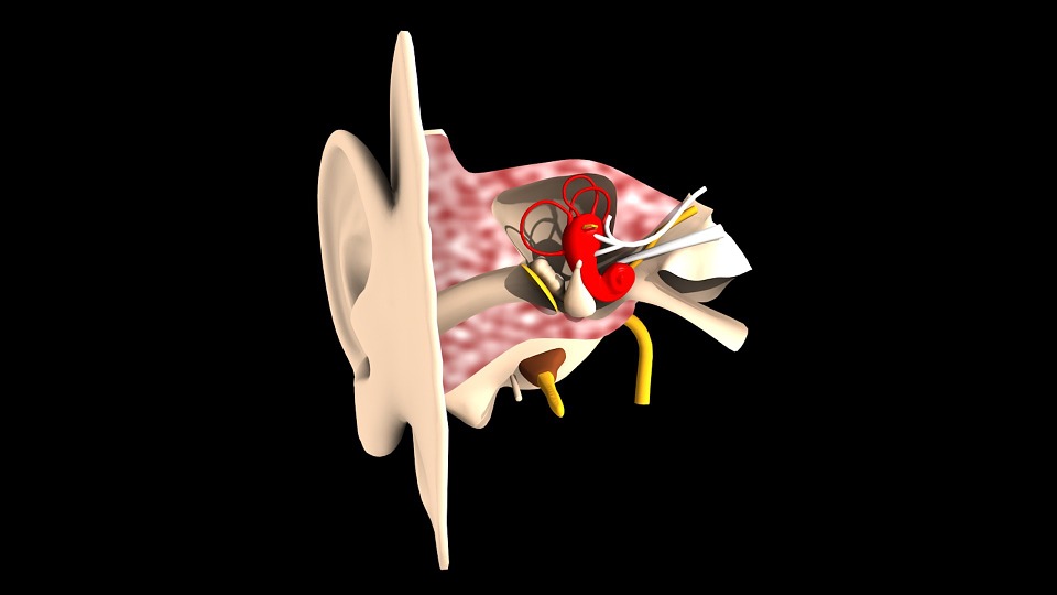 Ученые нашли причину шума в ушах