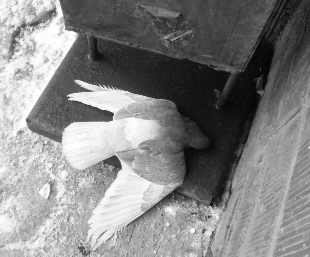 В Котельниче назвали причину массовой гибели голубей‍