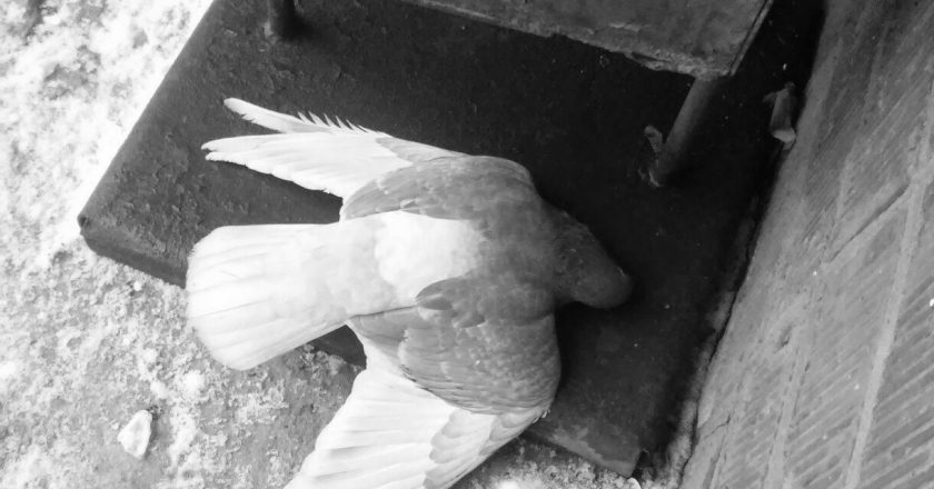 В Котельниче назвали причину массовой гибели голубей‍