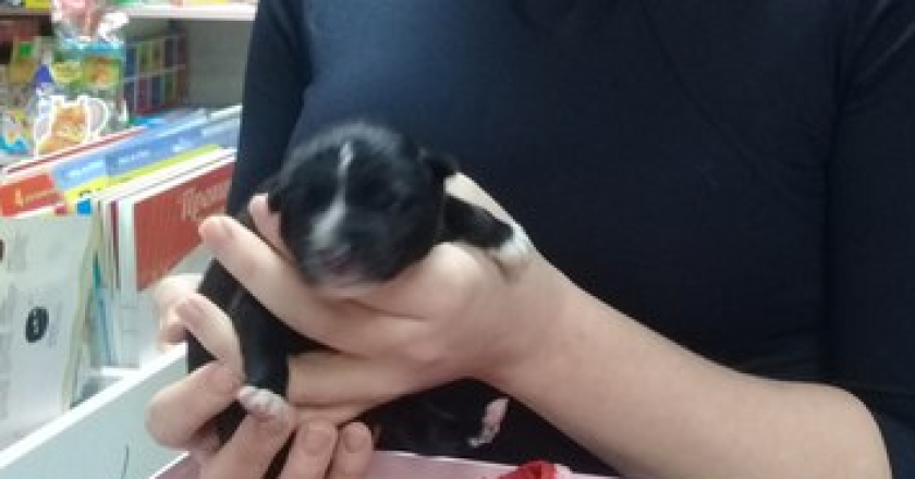 В Омутнинске новорожденного щенка выбросили из окна