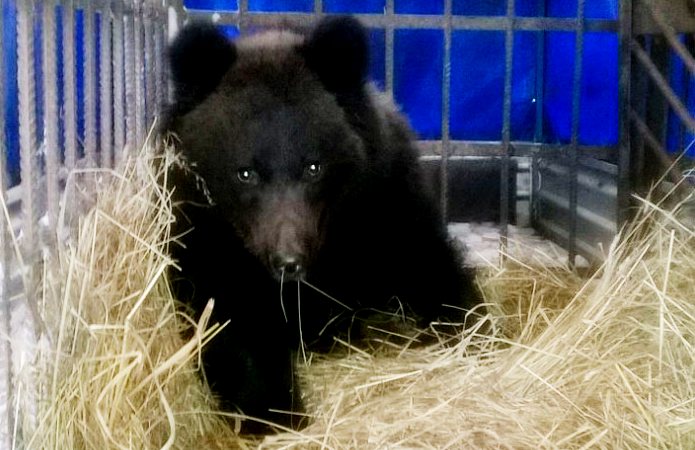 Спасенного в Опарино медвежонка предлагают отправить в зоопарк