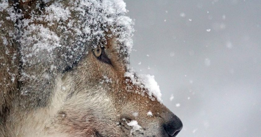 В Кировской области добыты более 200 волков