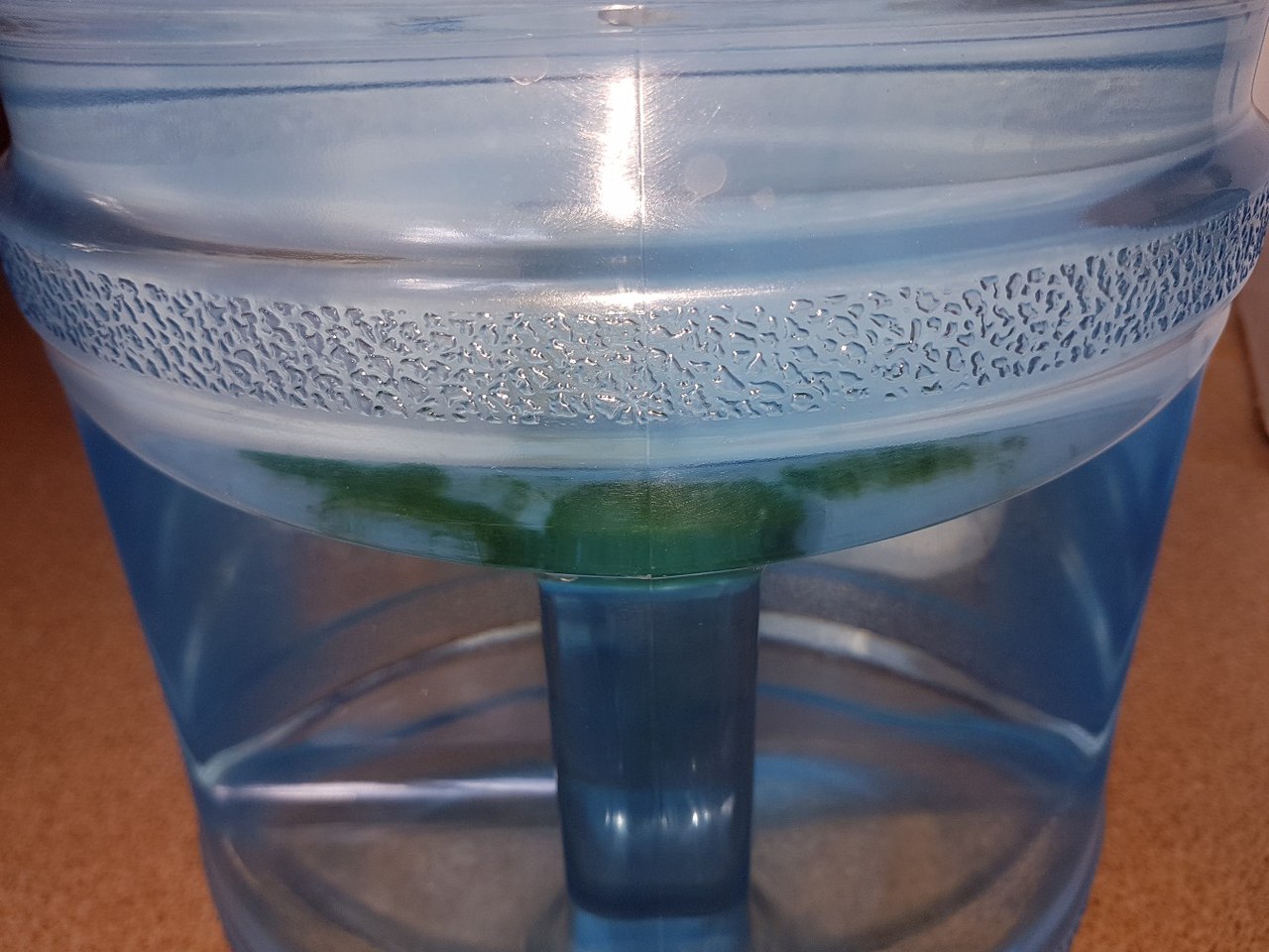 Почему позеленела вода. Вода позеленела в бутылке. Бутыль зеленый с водой. Бутылка с позеленевшей водой. Плесень в воде в бутылке.
