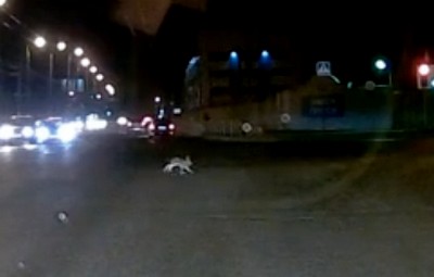 Заяц перебежал дорогу на Октябрьском проспекте