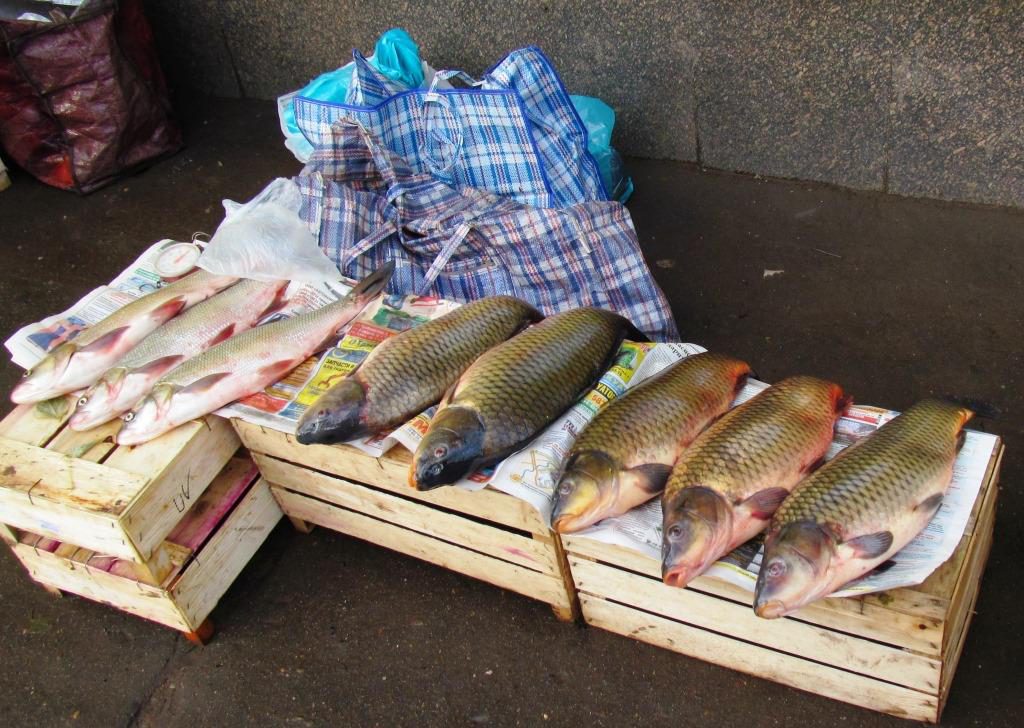 В Котельниче изъяли партию опасной речной рыбы‍