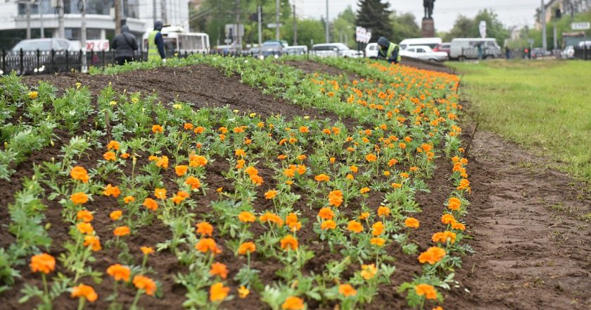 К Дню города в Кирове высадят более 150 тысяч цветов