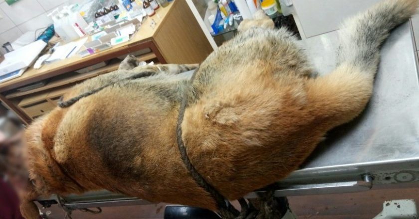 В Котельниче спасли от смерти изрубленную топором собаку