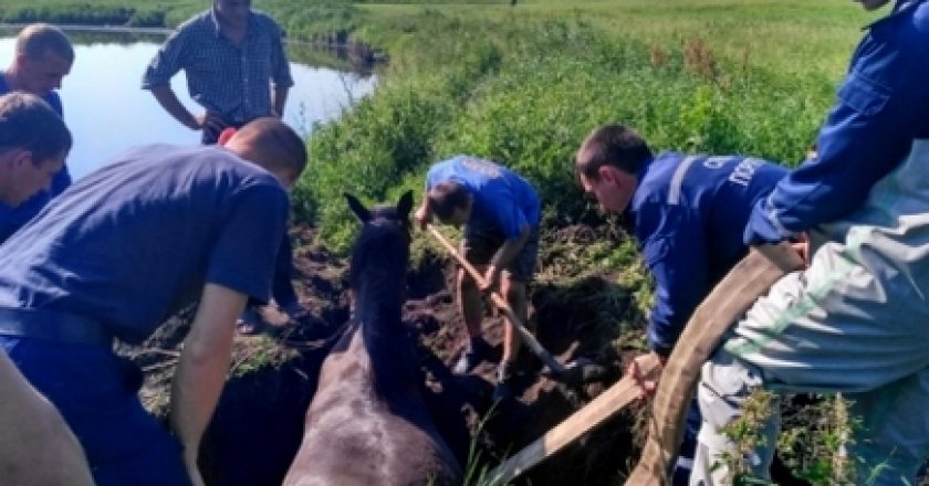Под Кирово-Чепецком сотрудники МЧС спасли упавшую в канаву лошадь‍