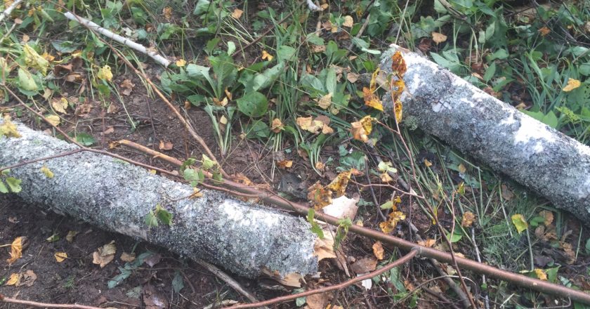 В Малмыжском районе лесоруба убило упавшей березой