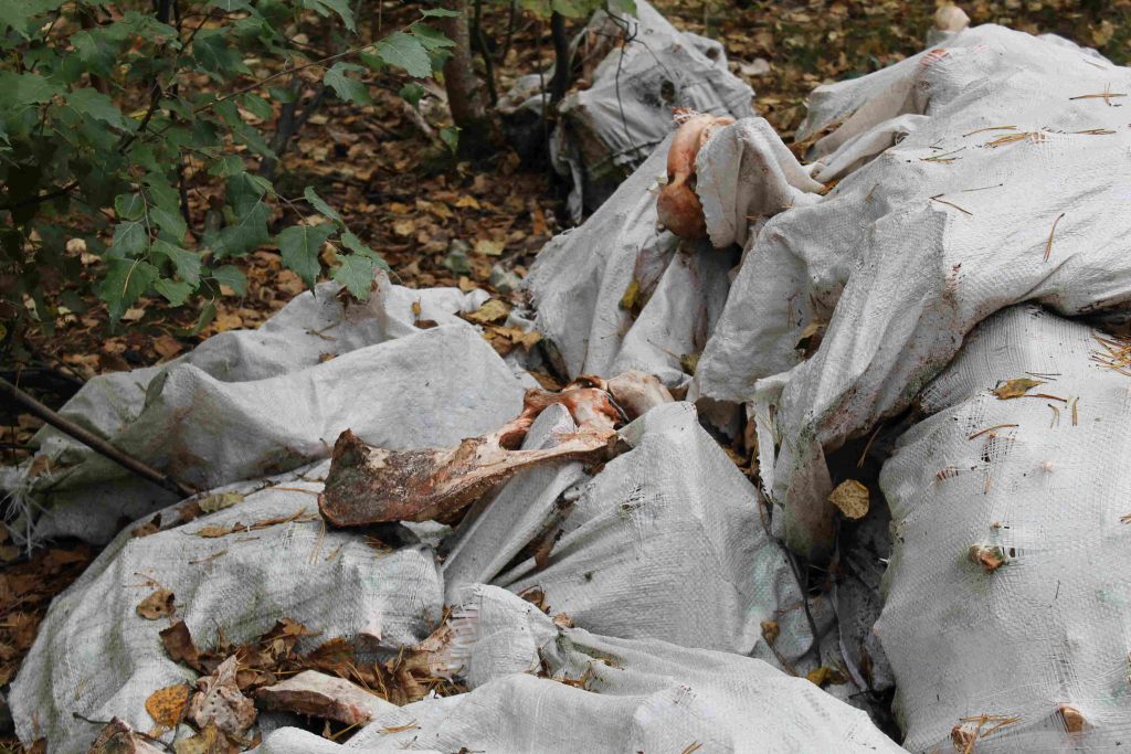 В пригороде Кирова обнаружили две новые свалки с останками животных