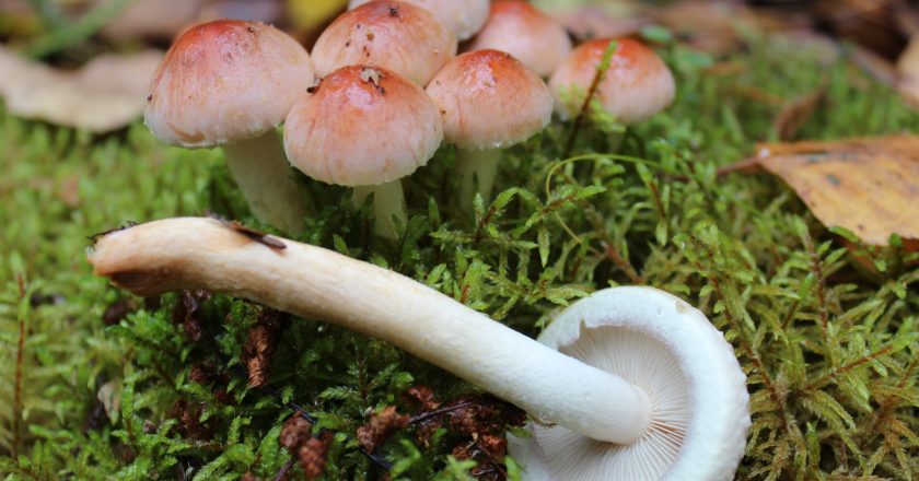 В Кировской области трое человек насмерть отравились грибами