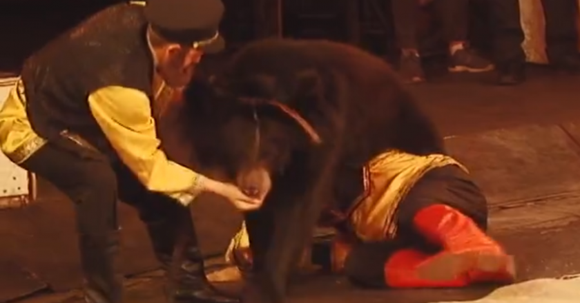 В Кирове медведица напала на дрессировщика во время выступления
