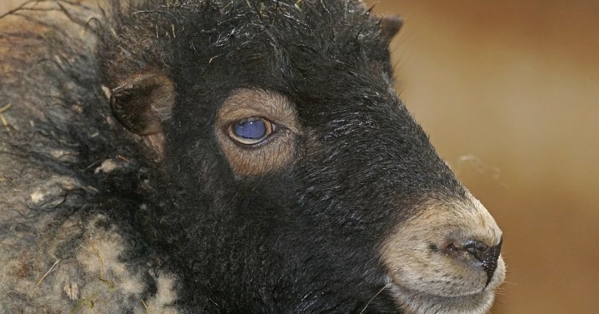 50 овец и баранов перекрыли дорогу в Кировской области
