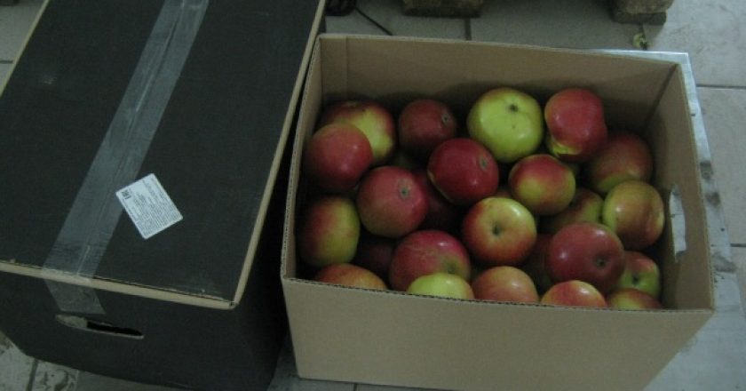 В Кирове раздавили очередную тонну санкционных яблок, груш и капусты