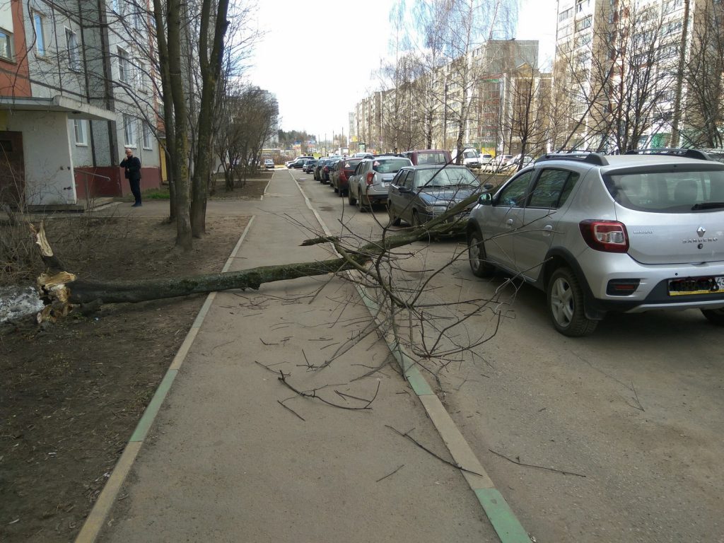 В Кирове дерево упало на автомобиль