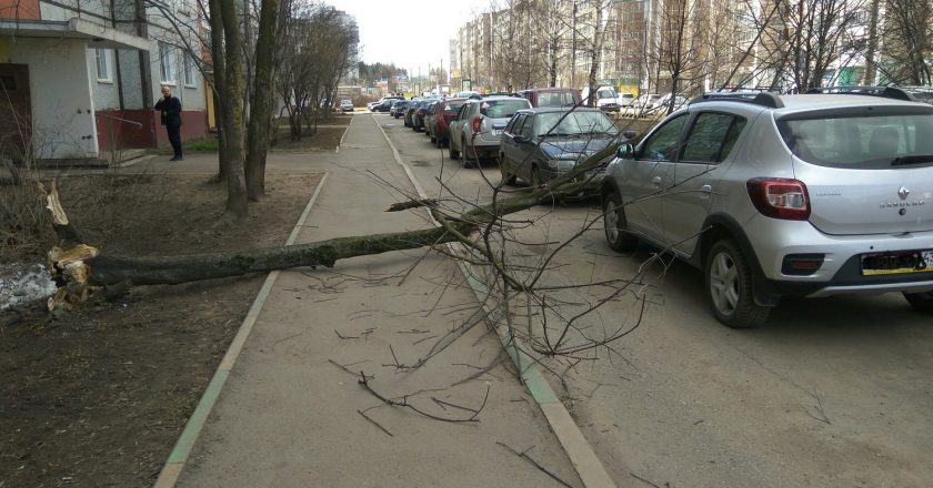 В Кирове дерево упало на автомобиль