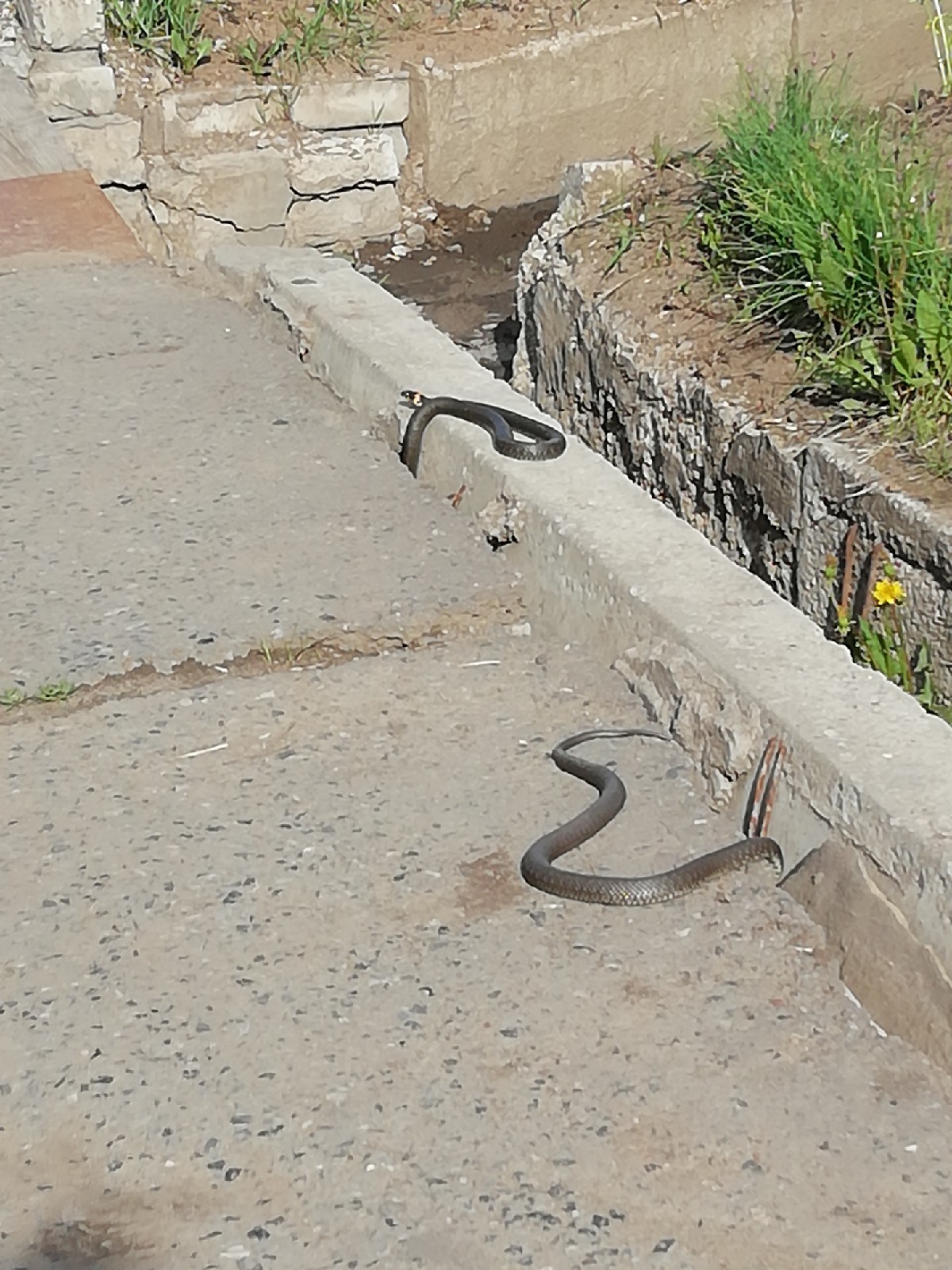 Змейка улица. Змейка на улице. Змеи на тротуаре. Норы змей.