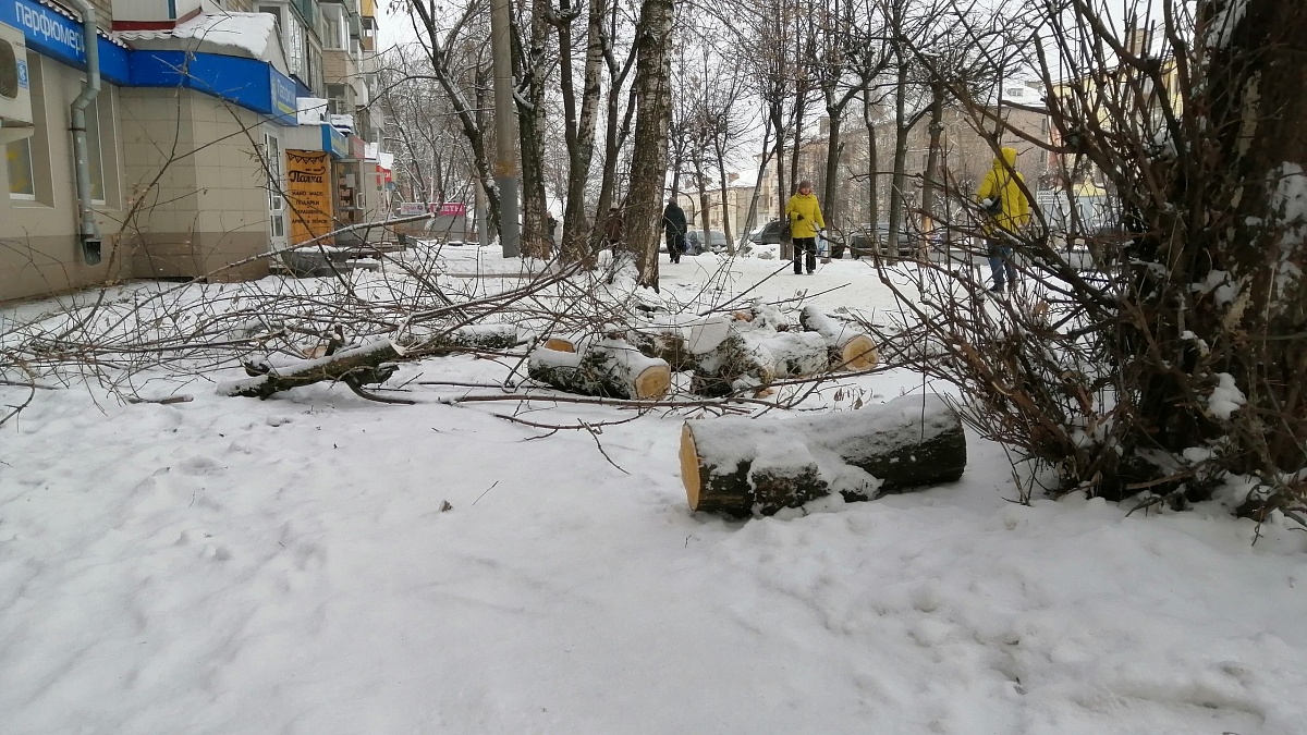 Упало дерево на придомовой территории. Упавшее дерево у дома на 15-й парковой вывезли.