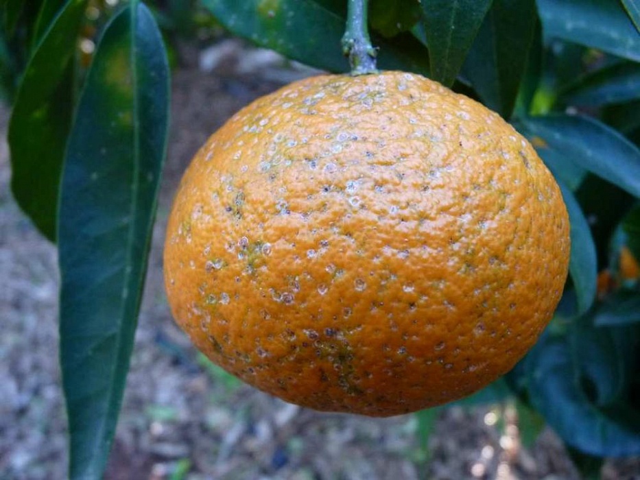 В Киров привезли более 1, 7 тонн зараженных лимонов и апельсинов