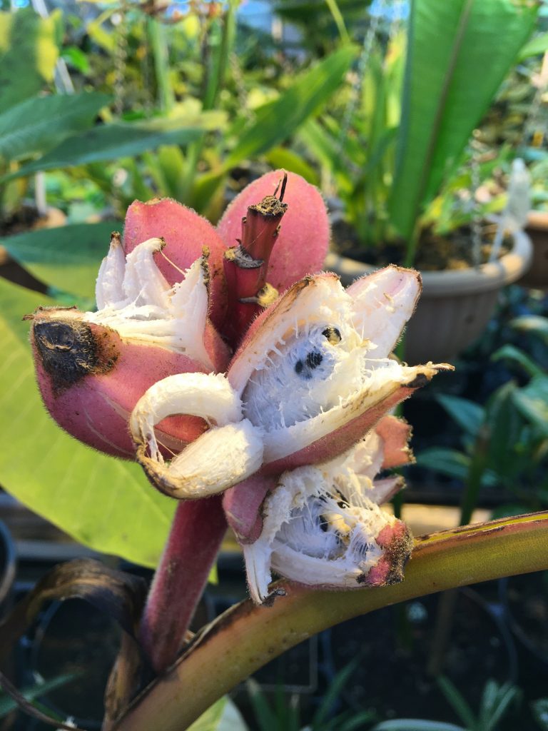 В Кирове выращивают розовые бананы