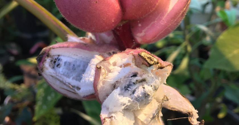 В Кирове выращивают розовые бананы