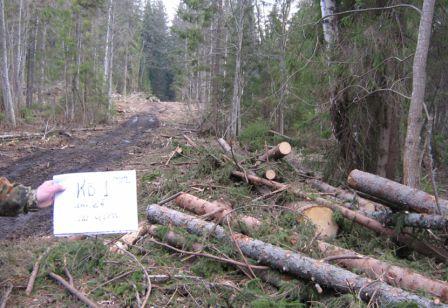 В Кировской области незаконно нарубили лес на 2 млн рублей
