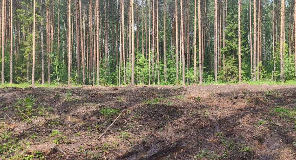Неизвестные вырубают лес возле Бобино