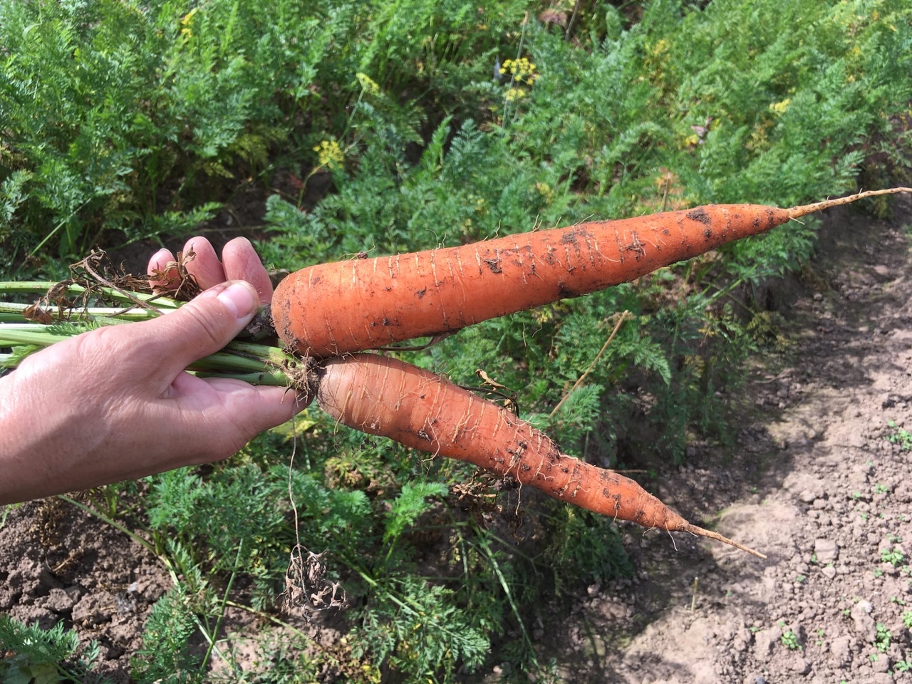 Фото никиты из морковь про
