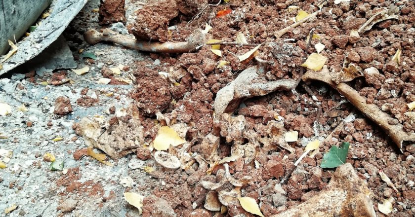 В кирове при раскопках теплосетей нашли человеческие кости