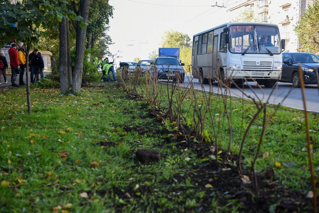 Вдоль кировских улиц начали высаживать живую изгородь