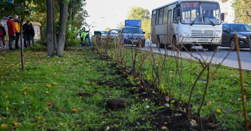 Вдоль кировских улиц начали высаживать живую изгородь