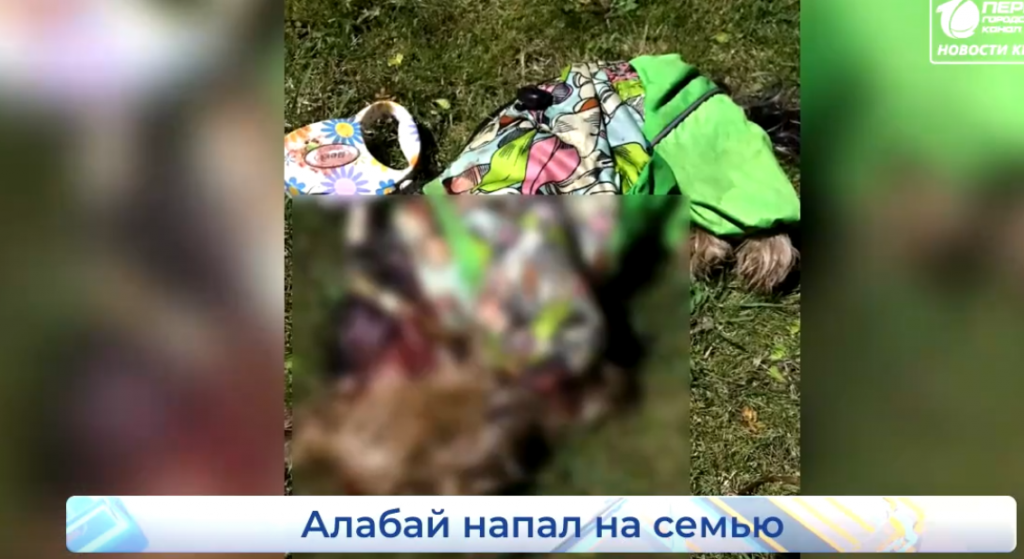В Кирове собака напала на женщин с колясками и насмерть загрызла терьера