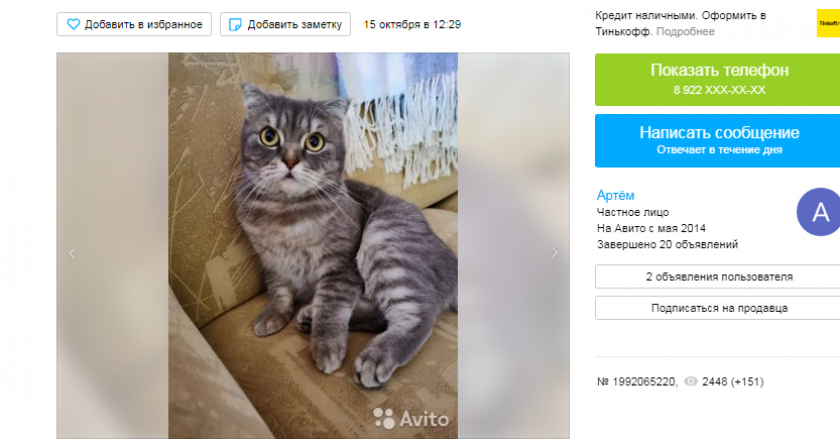 Кировчанин «наделил» кошку волшебством, чтобы продать за 1,5 млн рублей