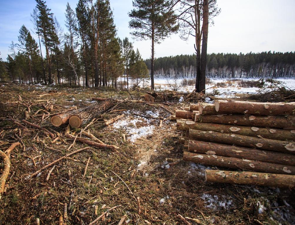 В Кировской области незаконного рубка леса