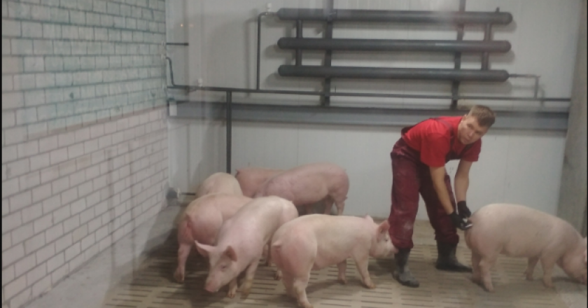 В Кировскую область из Канады завезли крупных свиней