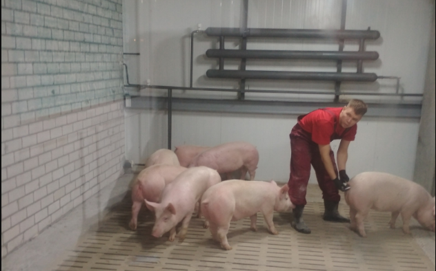 В Кировскую область из Канады завезли крупных свиней